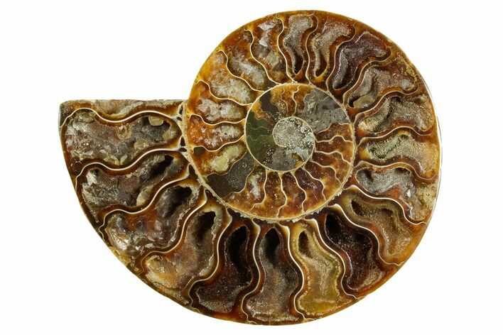 Cut & Polished Ammonite Fossil (Half) - Madagascar #369603